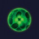 Waboba Wingman UFO Skull - Ιπτάμενος δίσκος με LED