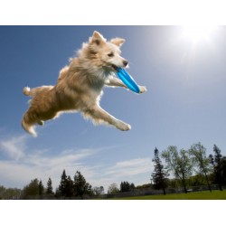 AEROBIE - Aerobie Dogobie Frisbee Blue