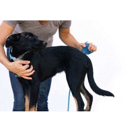 Aquapaw-Λάστιχο γάντι για την καθαριότητα του σκύλου σας!