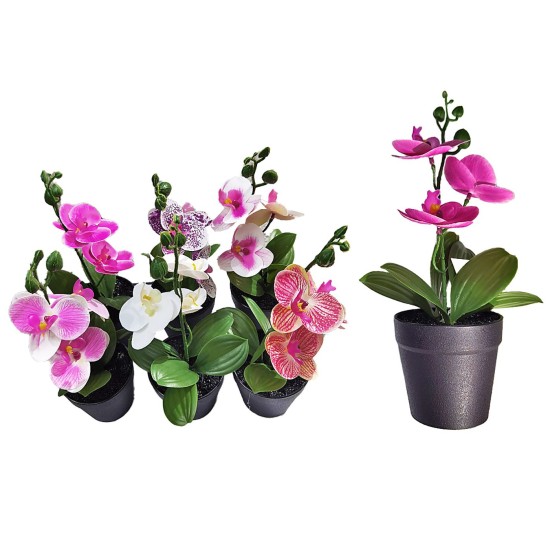 ΓΛΑΣΤΡΑΚΙ ΜΑΥΡΟ ΠΛΑΣΤΙΚΟ ΜΕ ΧΩΜΑ & ΤΟΥΛΙΠΕΣ 27x8cm Homie 423037