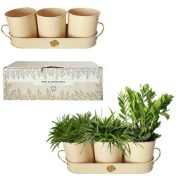 Γλαστράκια για βότανα σετ 4τεμ Γλάστρα=11,5x11cm, δίσκος= 34x11,5x4cm Homie 1011016